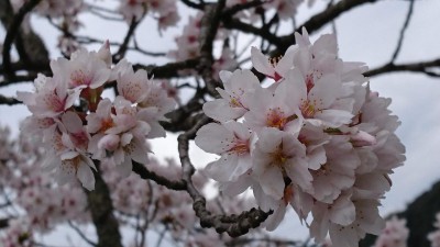DSC_0944.JPG